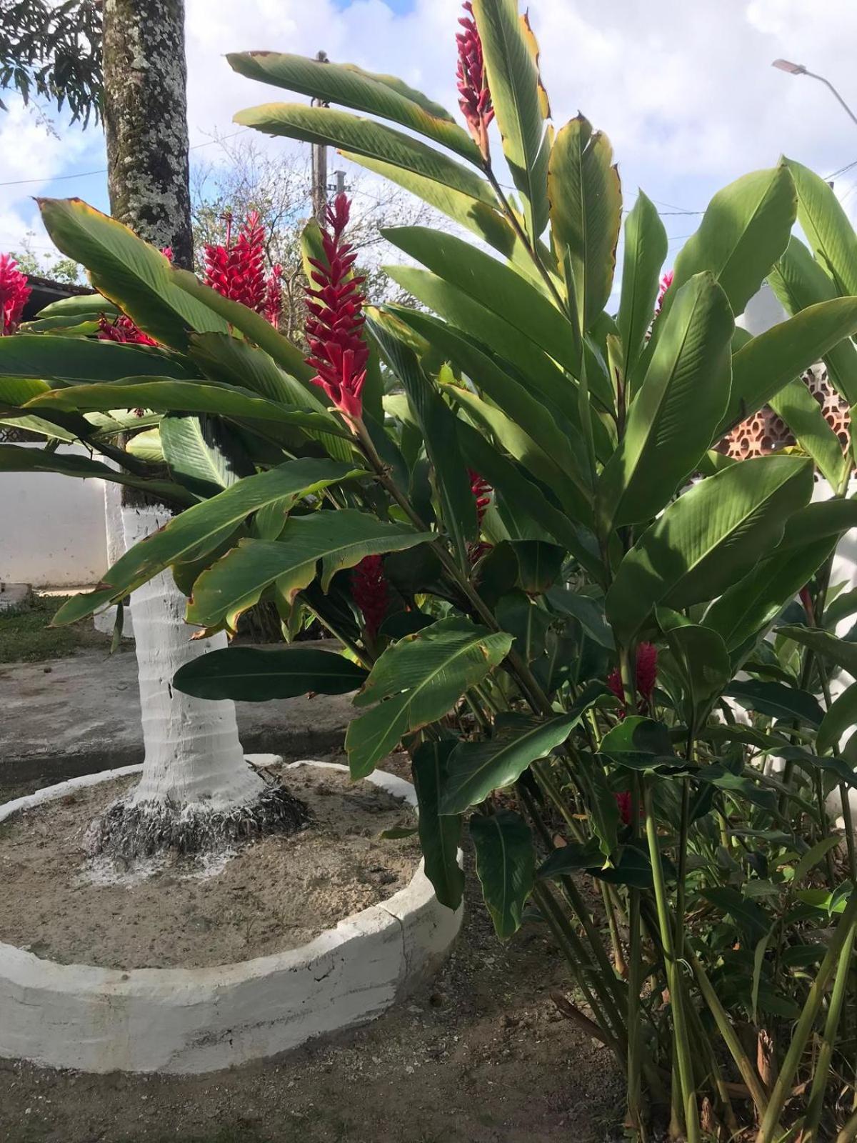 Flor De Aruanda Hostel 卡博迪圣阿戈斯蒂尼奥 外观 照片