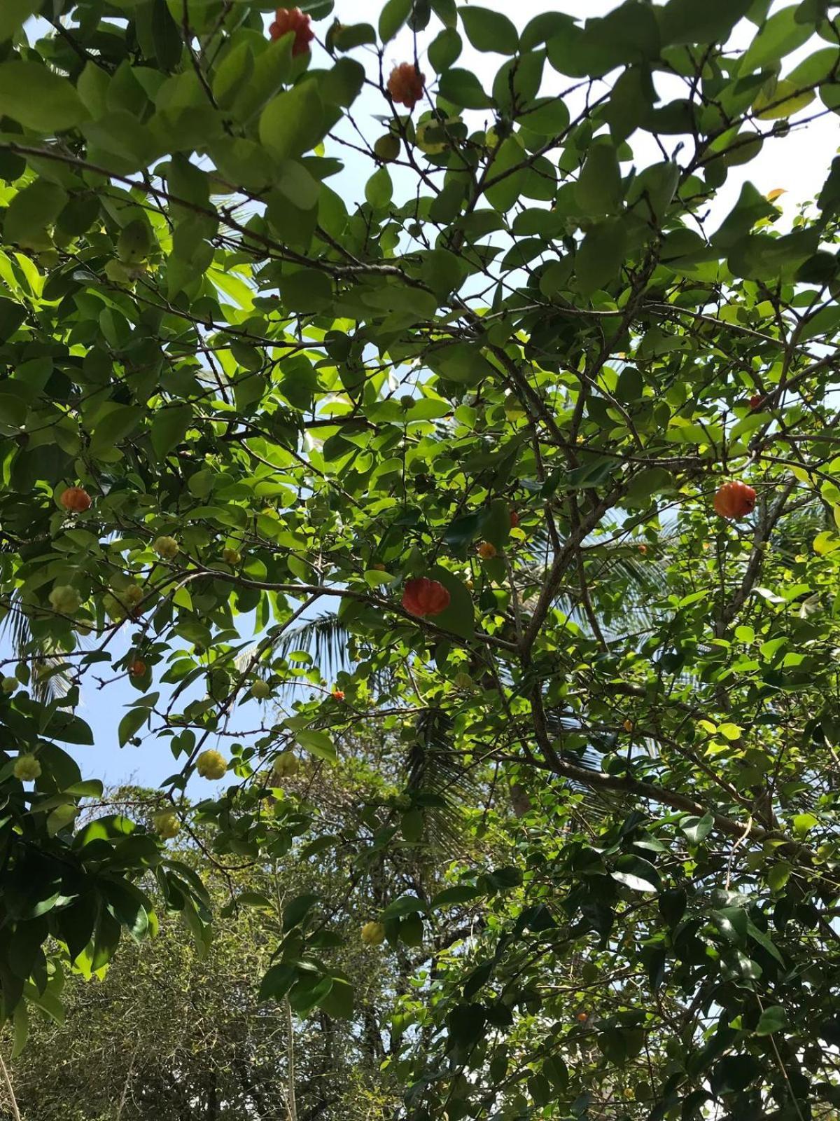 Flor De Aruanda Hostel 卡博迪圣阿戈斯蒂尼奥 外观 照片